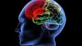 Американские ученые научились вживлять в мозг искусственные воспоминания