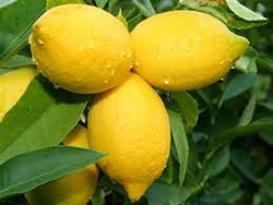 О пользе лимона